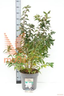 http://twentheplant.nl/tsd/81210_PRNBRILL_9C12100125_1.jpg