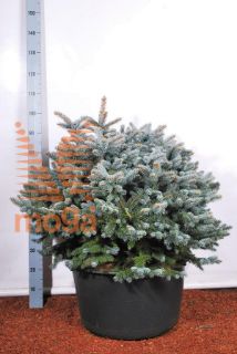 http://twentheplant.nl/tsd/54062_PIPGGLOB_9C65070080_2.jpg