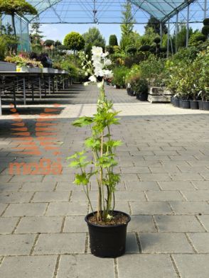 Bild von Delphinium "Magic Fountain White"