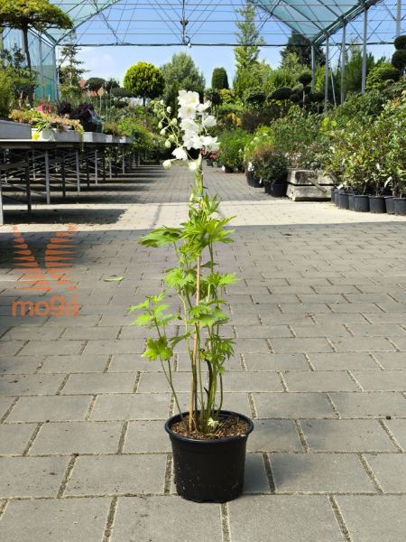 Bild von Delphinium "Magic Fountain White"