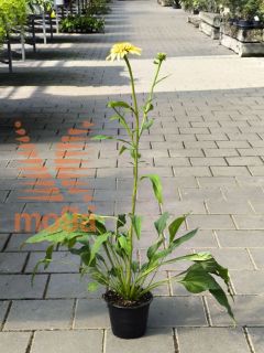 Bild von Echinacea purpurea "Eccentric Yellow"