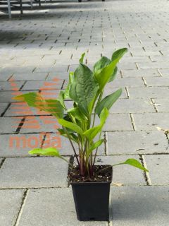 Picture of Echinacea purpurea "Rubinstern"