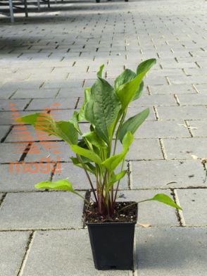 Bild von Echinacea purpurea "Rubinstern"