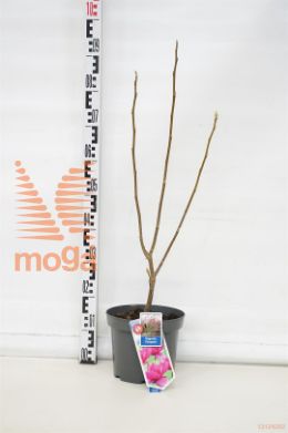 http://twentheplant.nl/tsd/90551_MACLEOPA_8p23060080_1.jpg