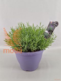 http://twentheplant.nl/tsd/75262_LAAHIDCO_8P26DECO_1.jpg