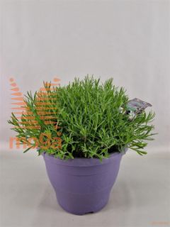 http://twentheplant.nl/tsd/75262_LAAHIDCO_8P30DECO_1.jpg