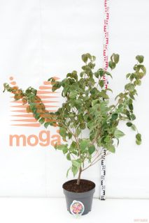 http://twentheplant.nl/tsd/82093_COKSATOM_9C10080100_1.jpg